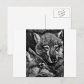 Füchse / Wölfe / Kojoten ? Postkarte (Vorne/Hinten)