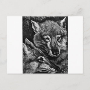 Füchse / Wölfe / Kojoten ? Postkarte