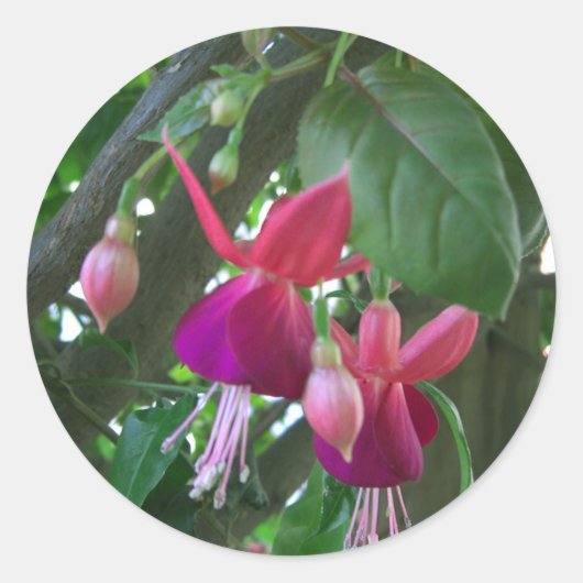 Fuchsia 2 runder aufkleber (Vorderseite)