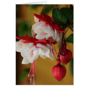 Fuchsia Bloms!