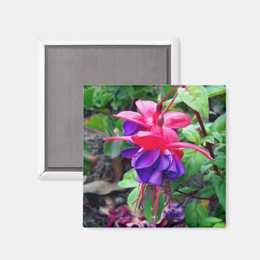 Fuchsia 'Blue Eyes' Magnet (Vorderseite/Rückseite)