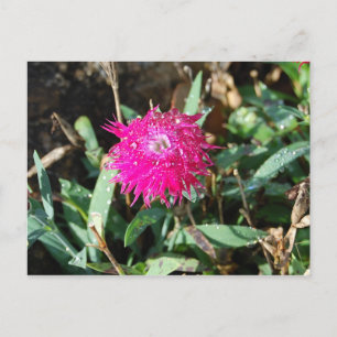 Fuchsia Blume Foto Postkarte
