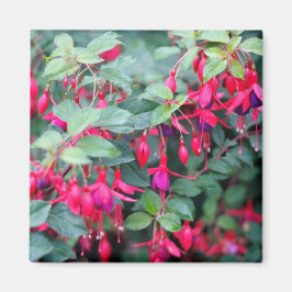 Fuchsia-Blume in Lila Rot Magnet