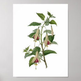 Fuchsia Blume Poster