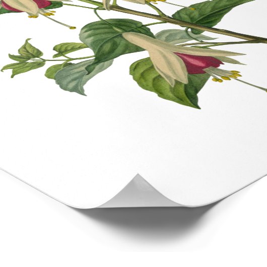 Fuchsia Blume Poster (Ecke)