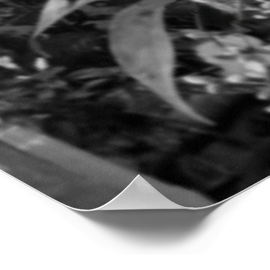 Fuchsia-Blume Poster (Ecke)