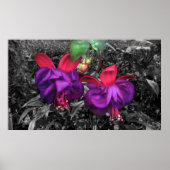 Fuchsia-Blume Poster (Vorne)