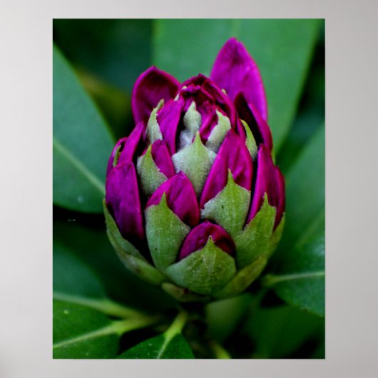 Fuchsia-Blume Poster (Vorne)