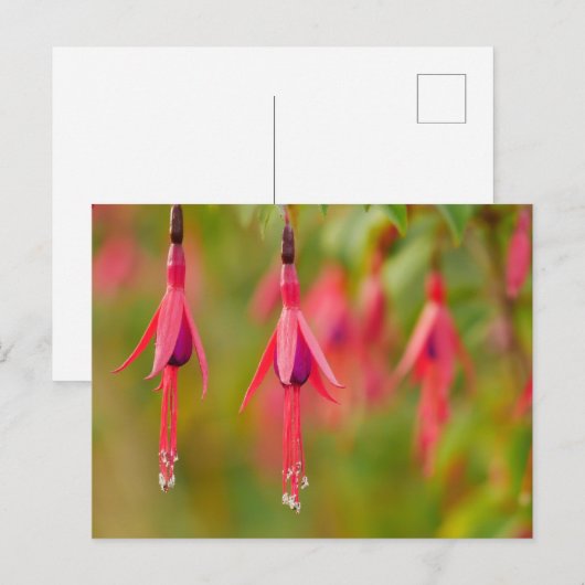 Fuchsia Blume Postkarte (Vorne/Hinten)