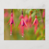 Fuchsia Blume Postkarte (Vorderseite)