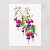 Fuchsia Blume Vintag Botanische Postkarte (Vorderseite)