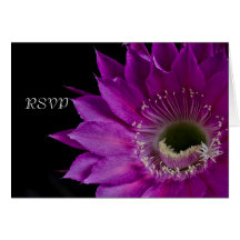 Fuchsia Cactus Blume UAWG