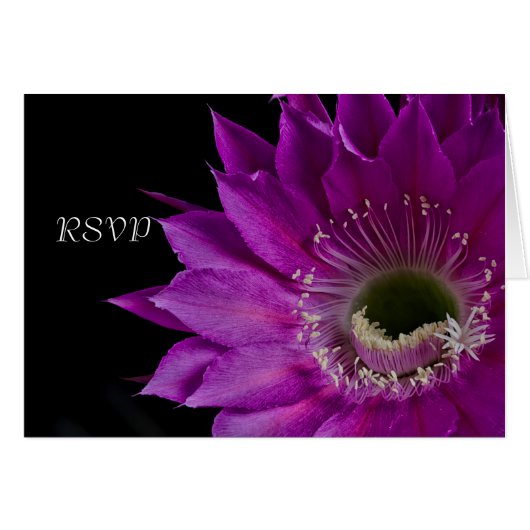 Fuchsia Cactus Blume UAWG (Vorderseite (Horizontal))