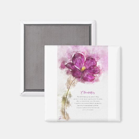 Fuchsia Clematis Magnet (Vorderseite/Rückseite)