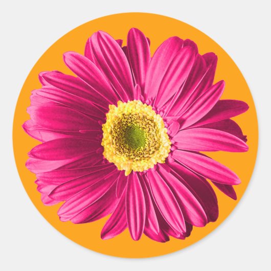 Fuchsia Daisy Blume Runder Aufkleber (Vorderseite)