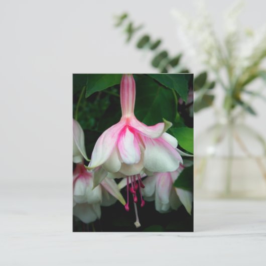Fuchsia Devonshire Dumpling Postkarte (Stehend Vorderseite)
