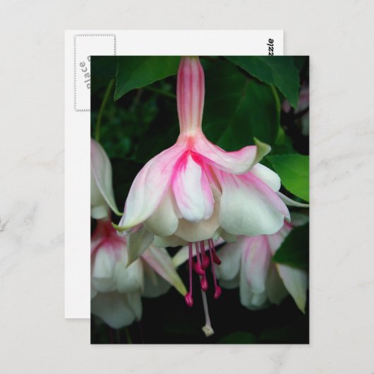 Fuchsia Devonshire Dumpling Postkarte (Vorne/Hinten)