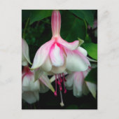 Fuchsia Devonshire Dumpling Postkarte (Vorderseite)