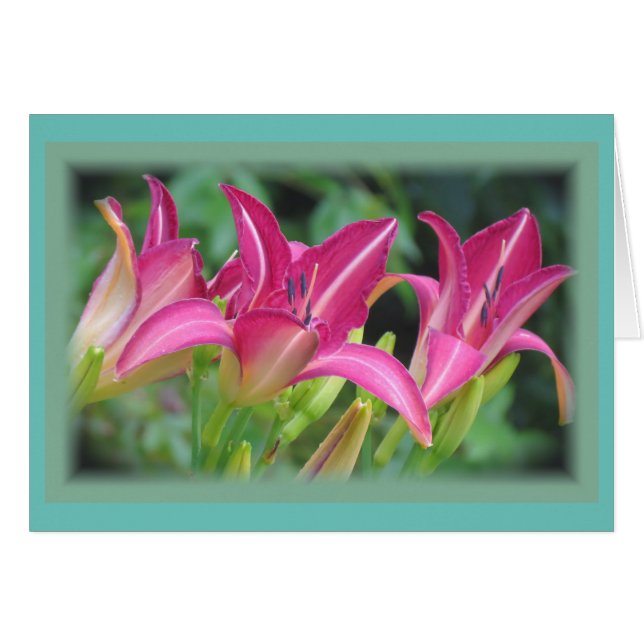 Fuchsia Dreams - Taglilien (Vorderseite (Horizontal))