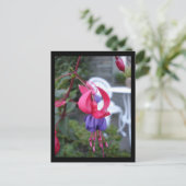 Fuchsia in Ambleside [Postkarte] Postkarte (Stehend Vorderseite)