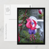 Fuchsia in Ambleside [Postkarte] Postkarte (Vorne/Hinten)