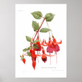 Fuchsia 'Monarch' Poster (Vorne)
