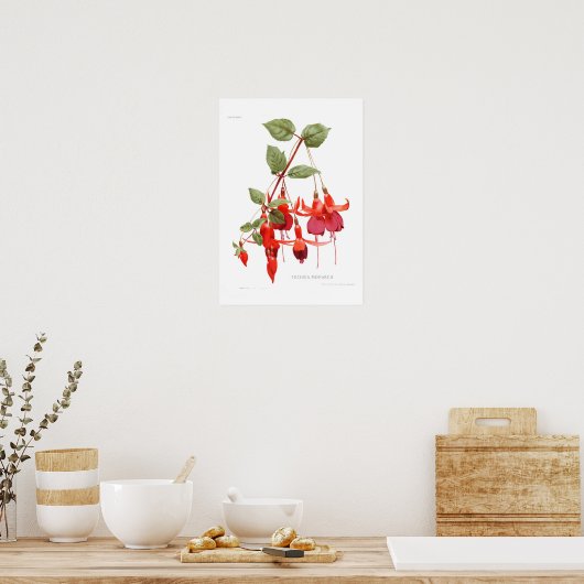 Fuchsia 'Monarch' Poster (Küche)