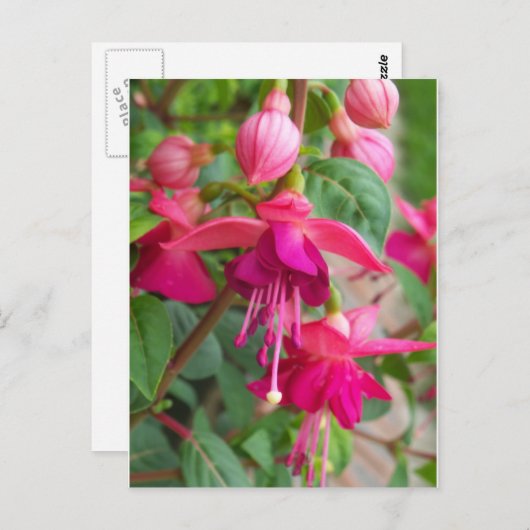Fuchsia Paula Jane Postkarte (Vorne/Hinten)