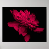 Fuchsia Peony Blume Abstrakt Poster (Vorne)