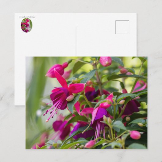 Fuchsia-Pflanze Postkarte (Vorne/Hinten)