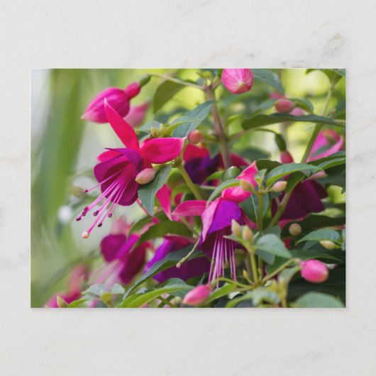 Fuchsia-Pflanze Postkarte (Vorderseite)