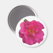 Fuchsia Rosa Kamelie Realistische Blüten Magnet (Vorderseite/Rückseite)