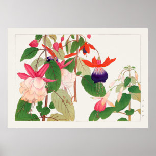 Fuchsia, rosa Lila rote Blume, Tanigami Konan, Poster