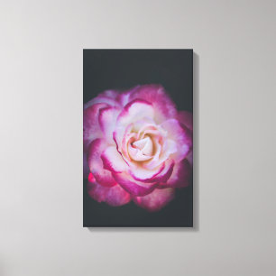 Fuchsia-Rose Leinwanddruck