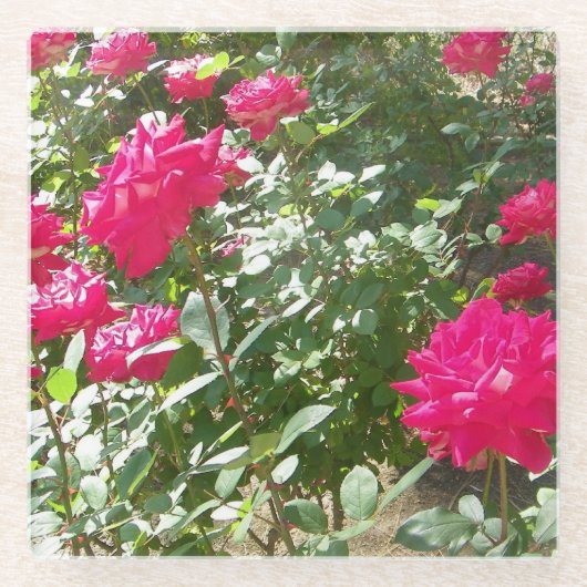 Fuchsia-Rose überall Glasuntersetzer (Vorderseite)