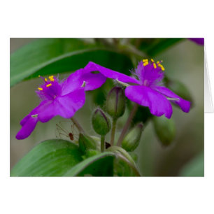 Fuchsia Spiderwort Twins Wildblume Geschenke Appar