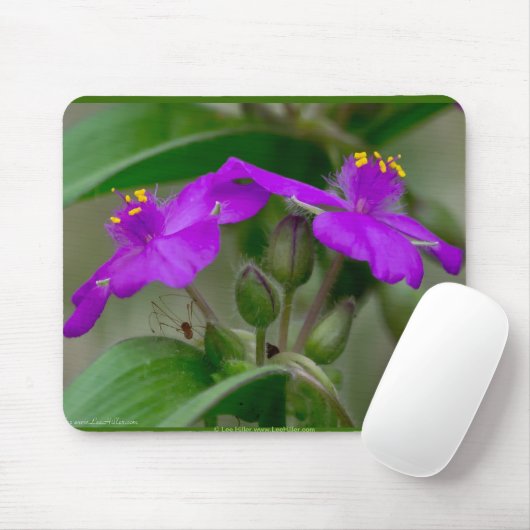 Fuchsia Spiderwort Twins Wildblume Geschenke Appar Mousepad (Mit Mouse)