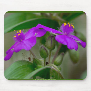 Fuchsia Spiderwort Twins Wildblume Geschenke Appar Mousepad