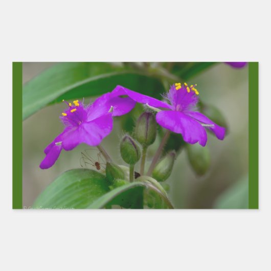 Fuchsia Spiderwort Twins Wildblume Geschenke Appar Rechteckiger Aufkleber (Vorderseite)
