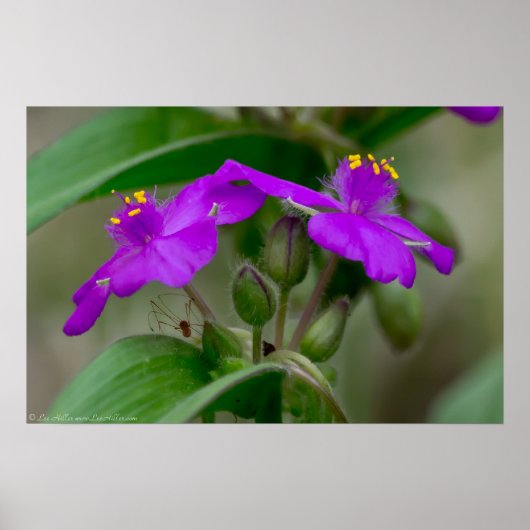 Fuchsia Spiderwort Twins Wildblume Poster (Vorne)