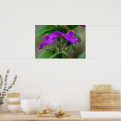 Fuchsia Spiderwort Twins Wildblume Poster (Küche)