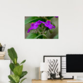 Fuchsia Spiderwort Twins Wildblume Poster (Heimbüro)
