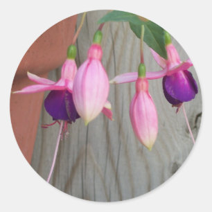 Fuchsia Stickers