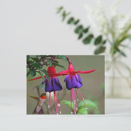 Fuchsia und Hummingbird Postkarte (Stehend Vorderseite)