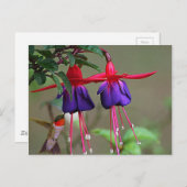 Fuchsia und Hummingbird Postkarte (Vorne/Hinten)