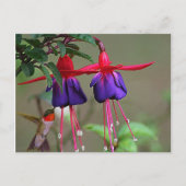 Fuchsia und Hummingbird Postkarte (Vorderseite)