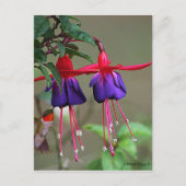 Fuchsia und Hummingbird Postkarte (Vorderseite)