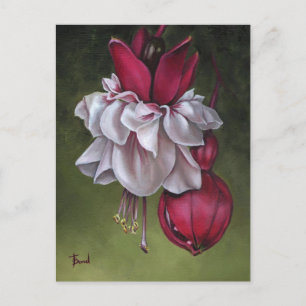 Fuchsias Postkarte