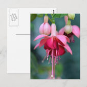 Fuchsias Postkarte (Vorne/Hinten)