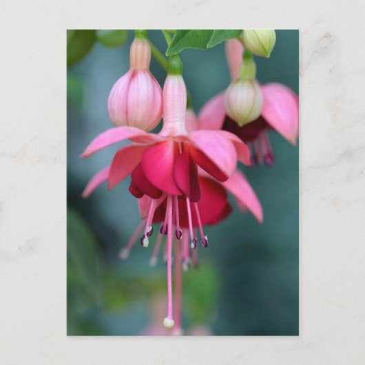 Fuchsias Postkarte (Vorderseite)